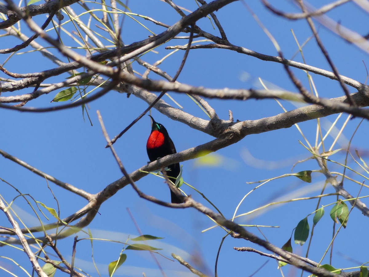 Scarlet-chested Sunbird - ML621042923