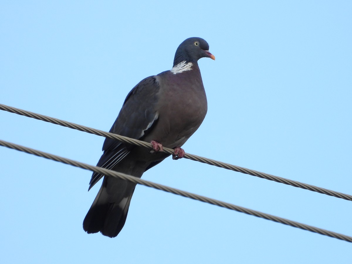 holub hřivnáč - ML621043006