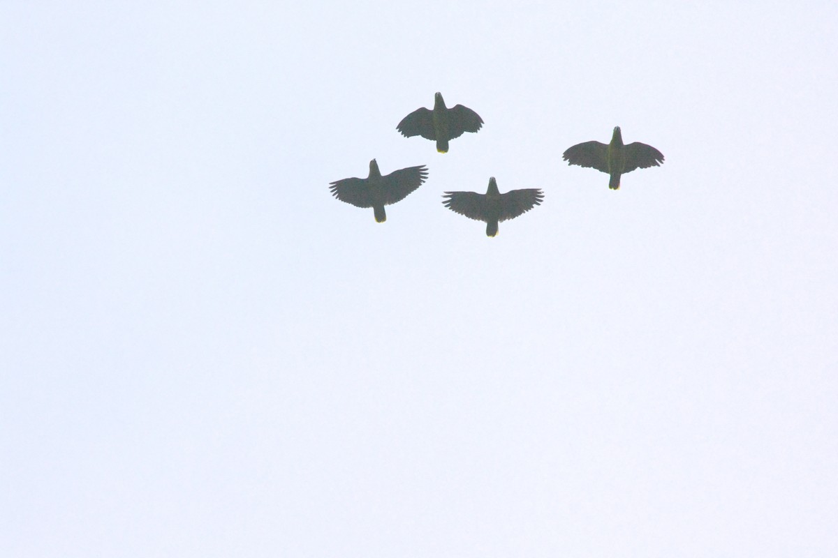 Scaly-naped Amazon - ML621043007