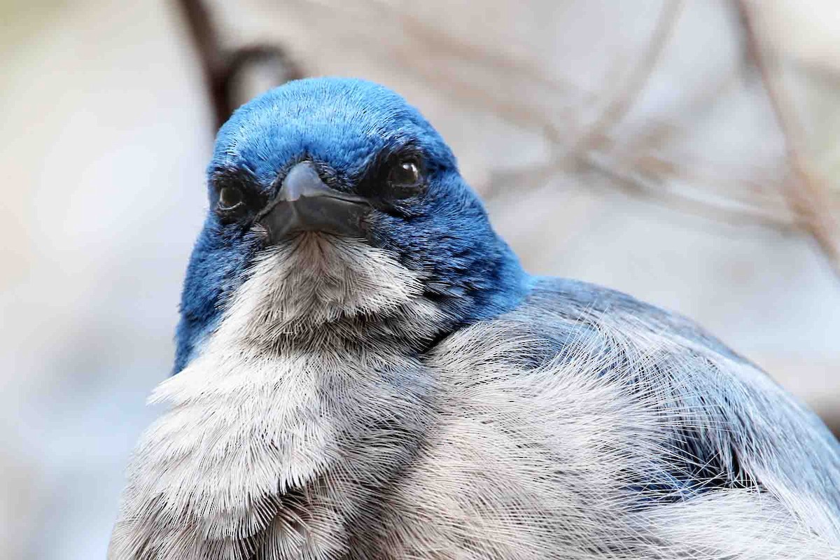Mexican Jay - ML621043013