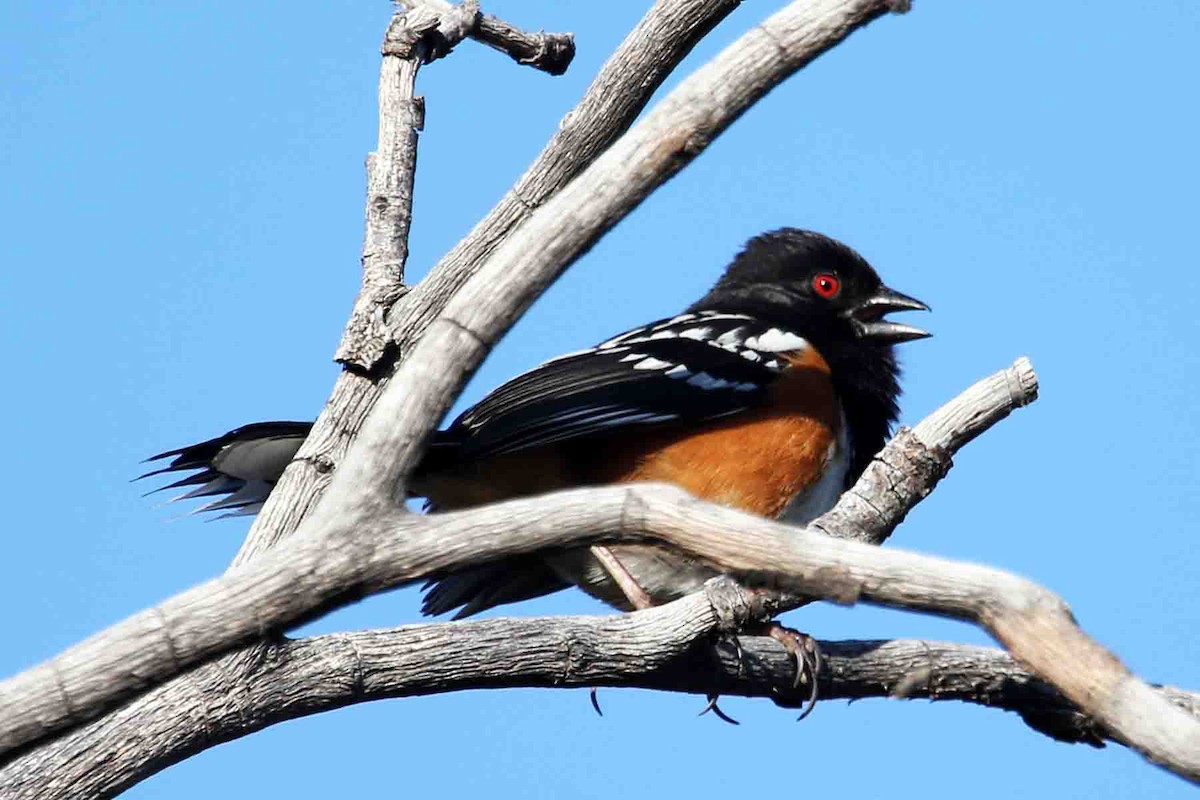 Spotted Towhee - ML621043020