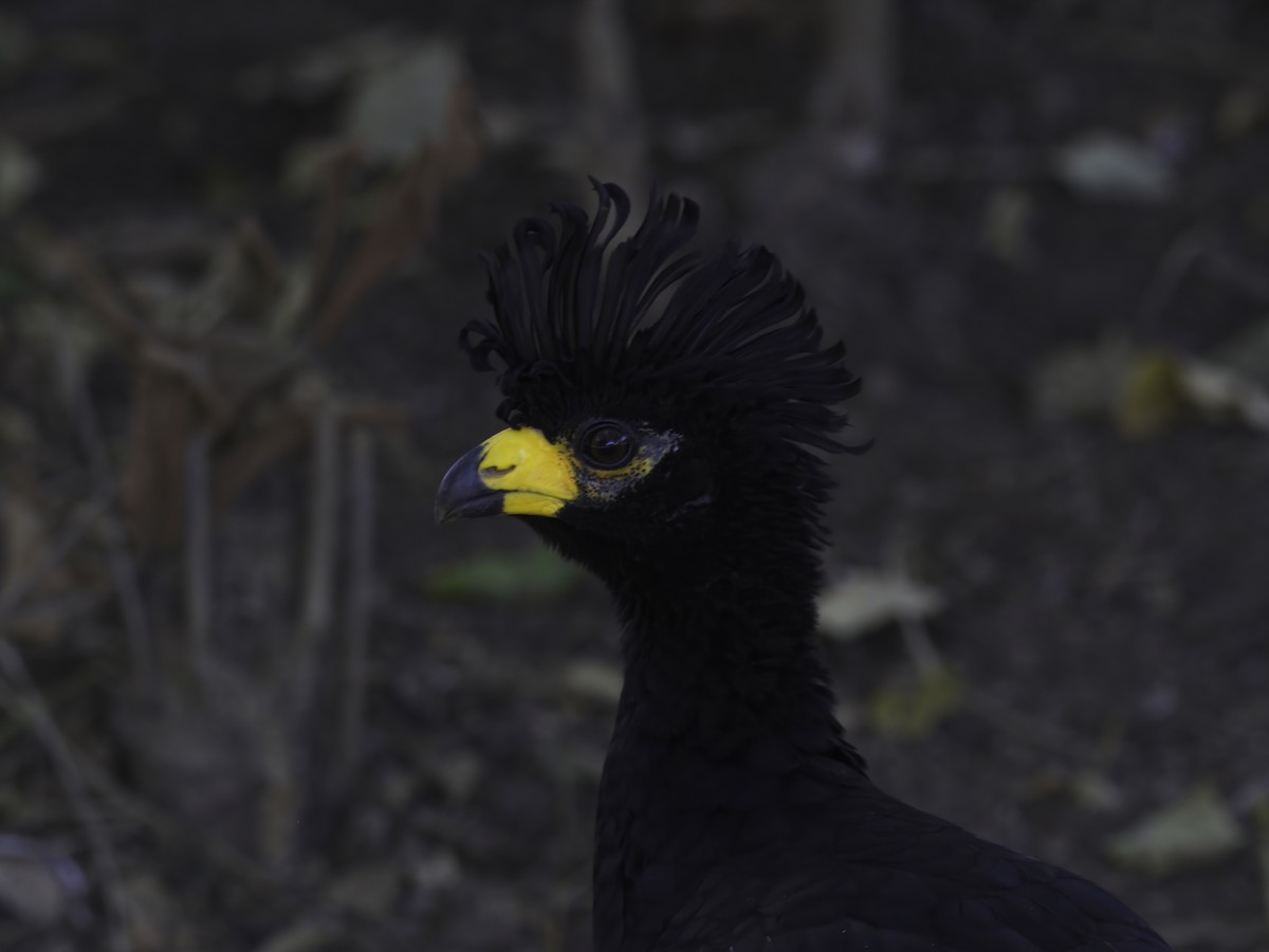 Bare-faced Curassow - ML621043028