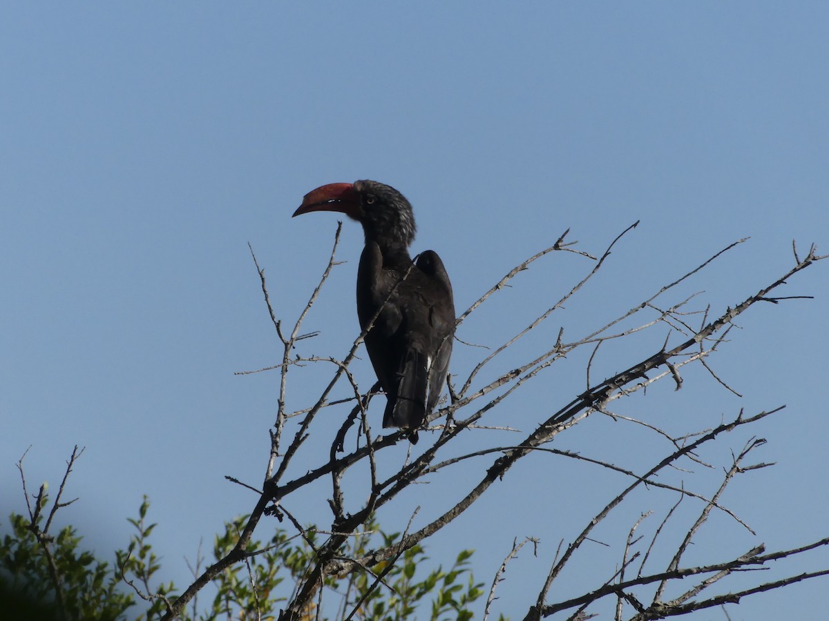 Crowned Hornbill - ML621043032