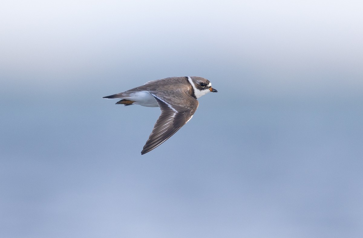 Semipalmated Plover - ML621043050