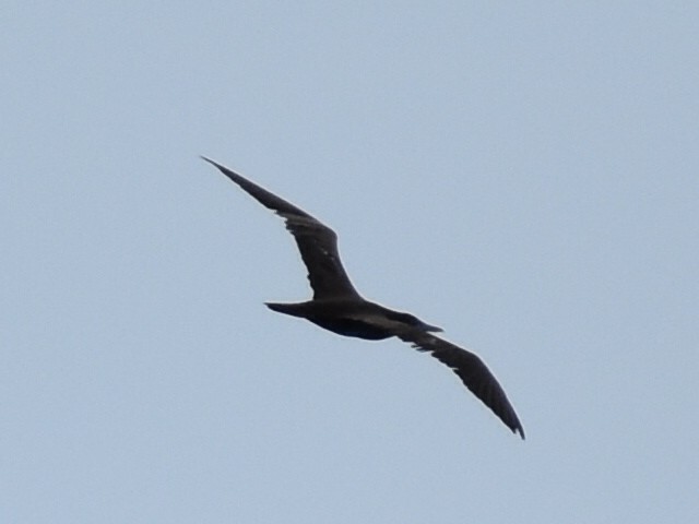 Brown Booby - ML621043085