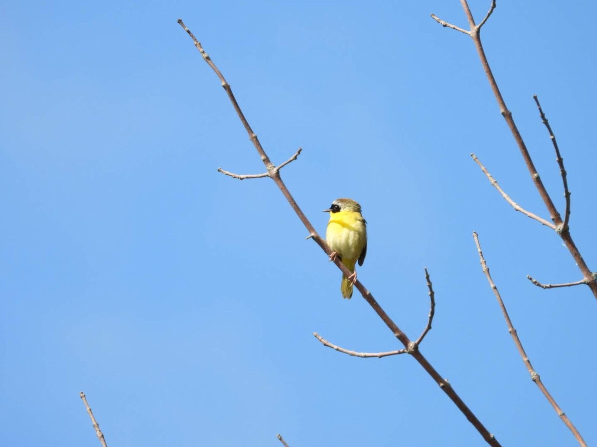 Common Yellowthroat - ML621043103