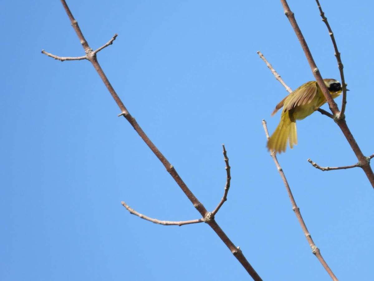 Common Yellowthroat - ML621043105