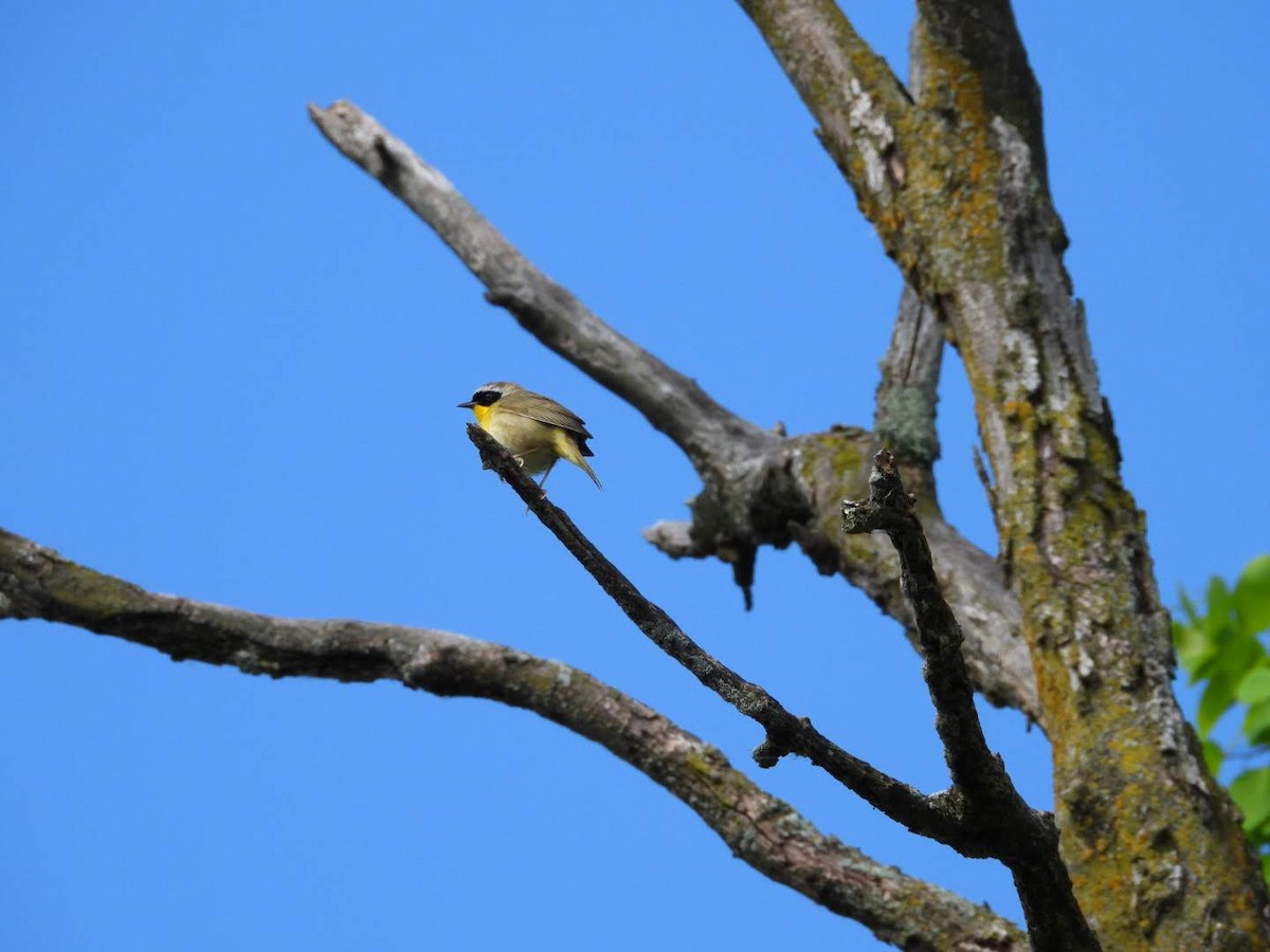 Common Yellowthroat - ML621043110