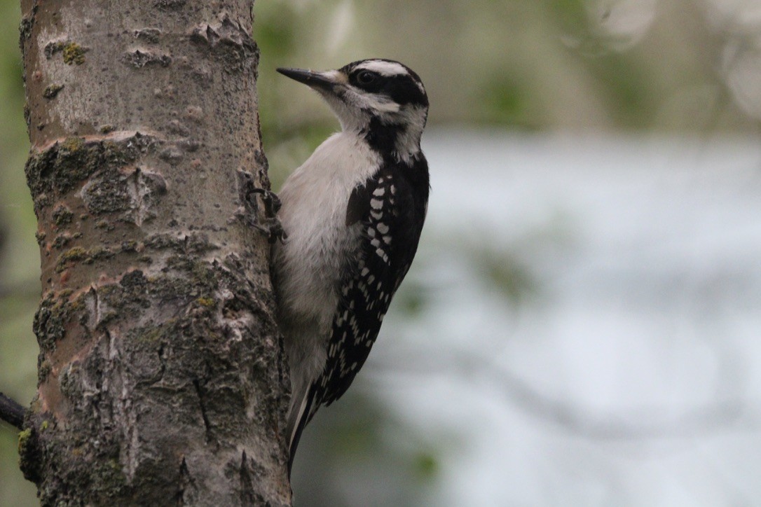 Hairy Woodpecker - ML621043111