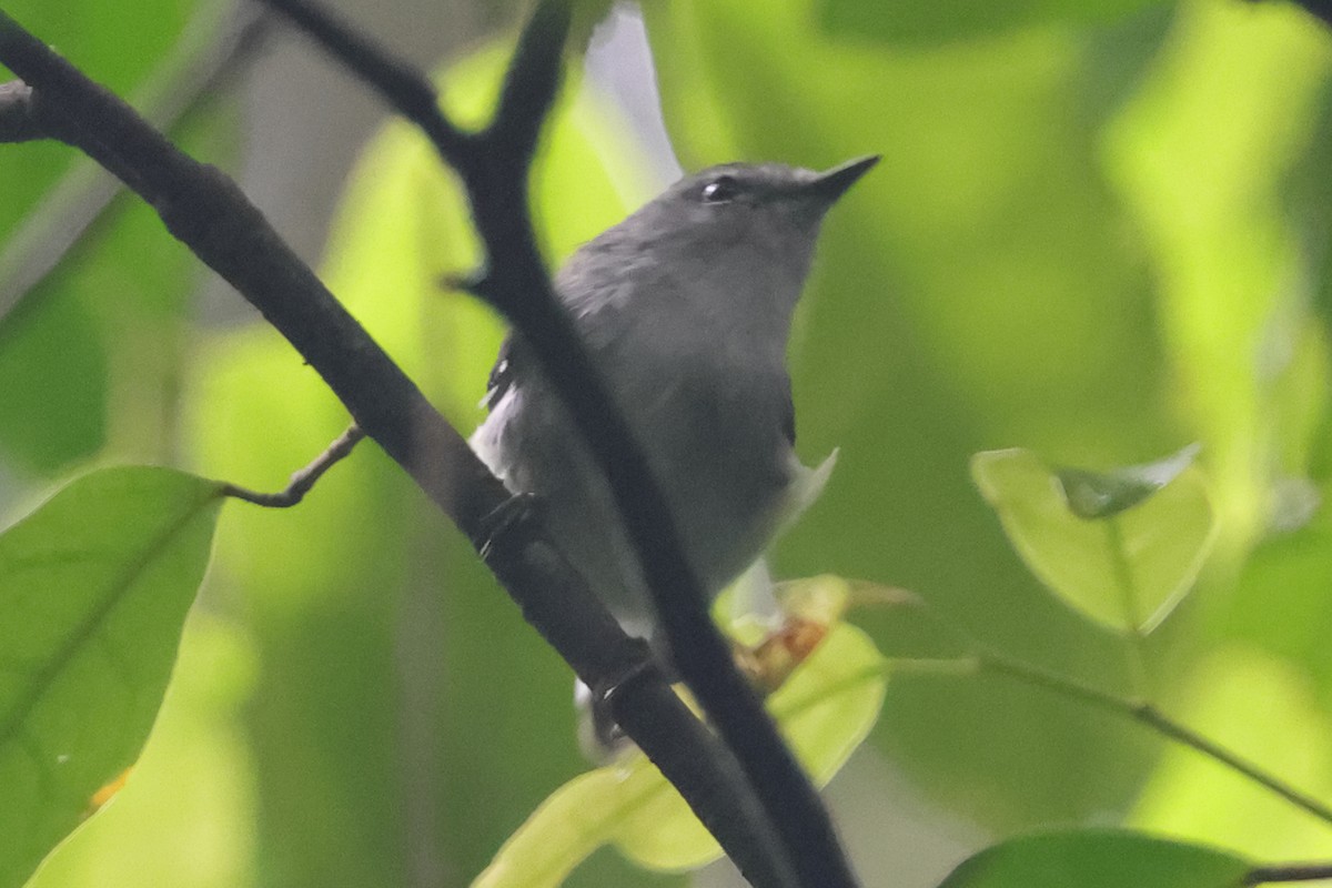 Fan-tailed Gerygone - ML621043117