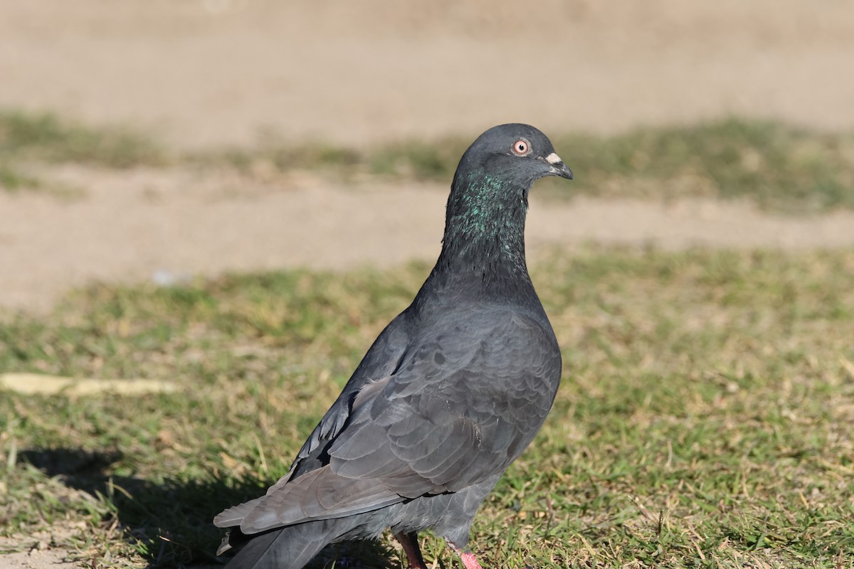 Rock Pigeon (Feral Pigeon) - ML621043121