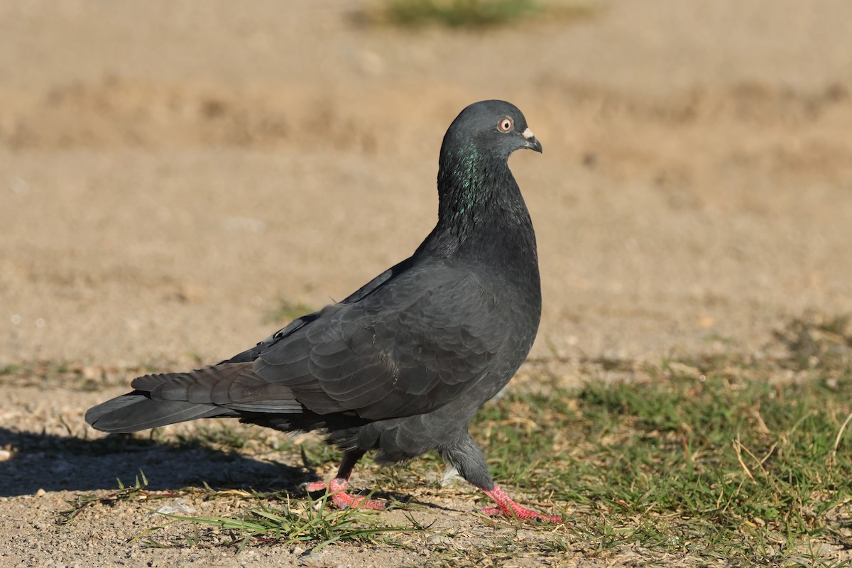 Rock Pigeon (Feral Pigeon) - ML621043122