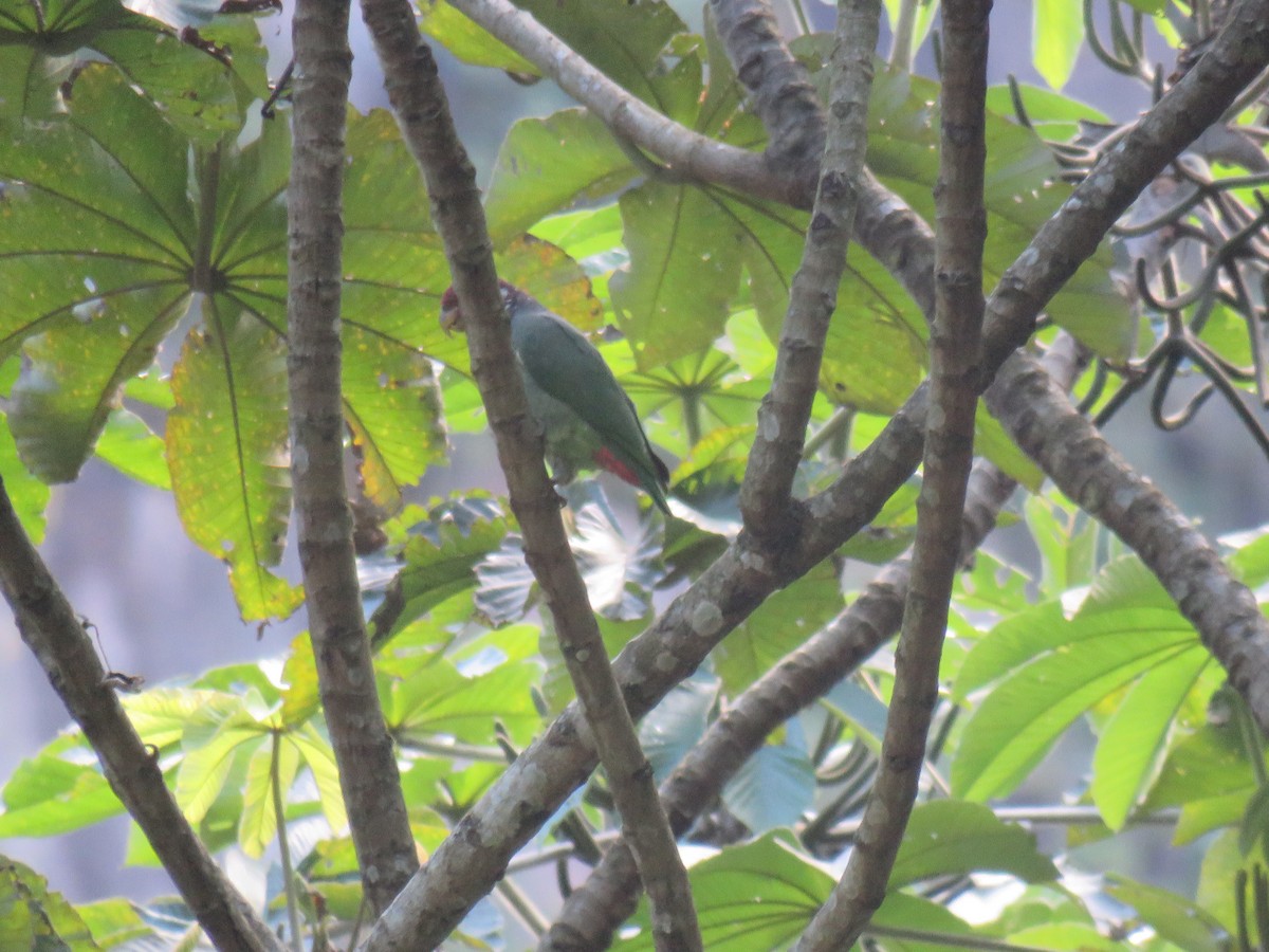 Speckle-faced Parrot (Plum-crowned) - ML621043127