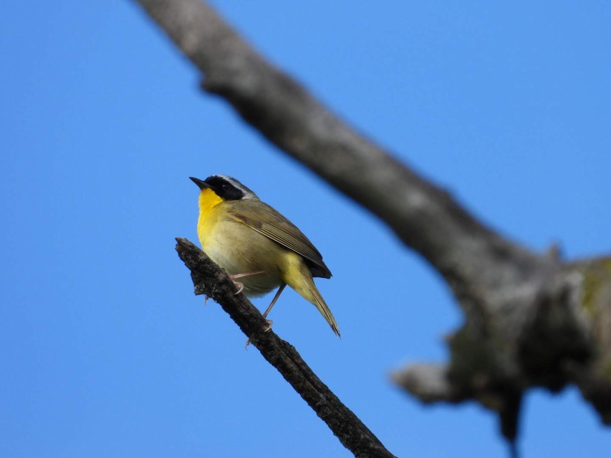 Common Yellowthroat - ML621043128