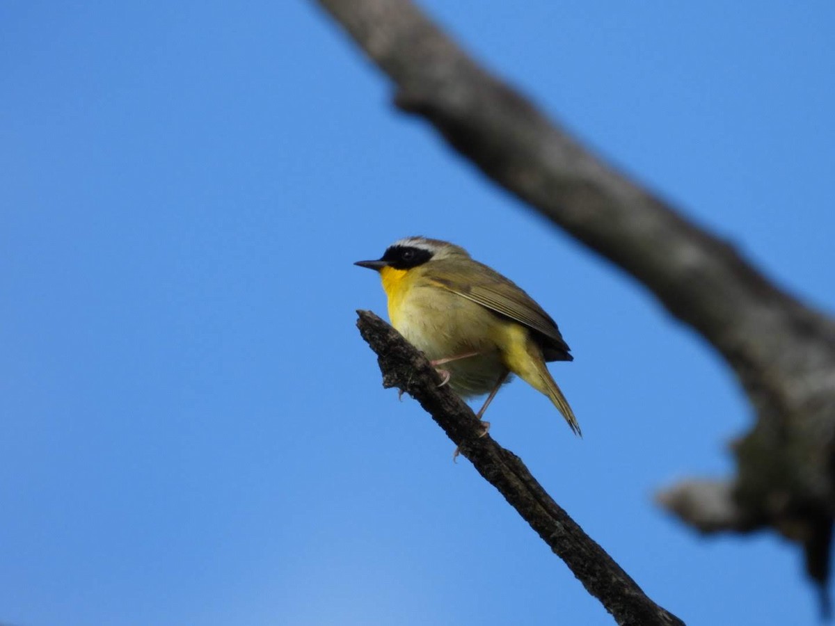 Common Yellowthroat - ML621043133