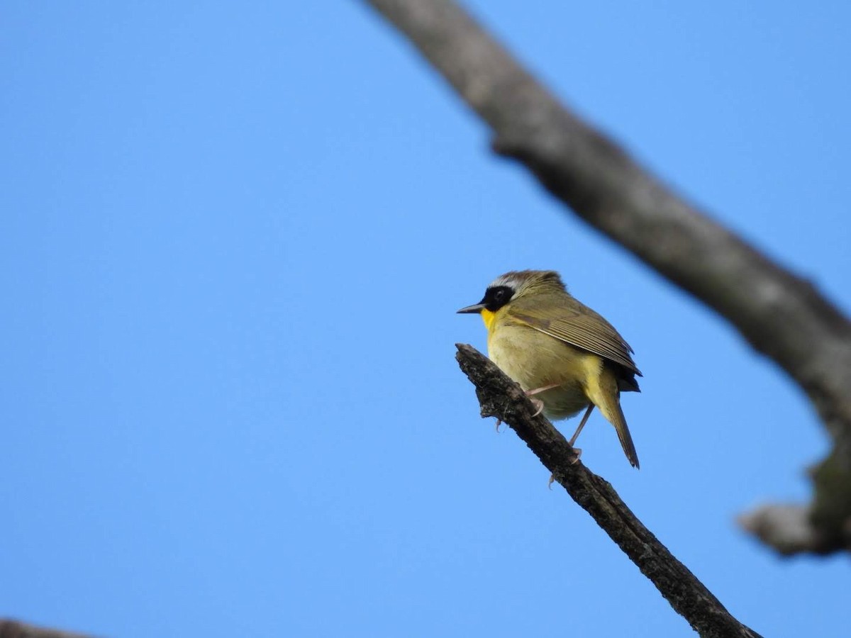Common Yellowthroat - ML621043137