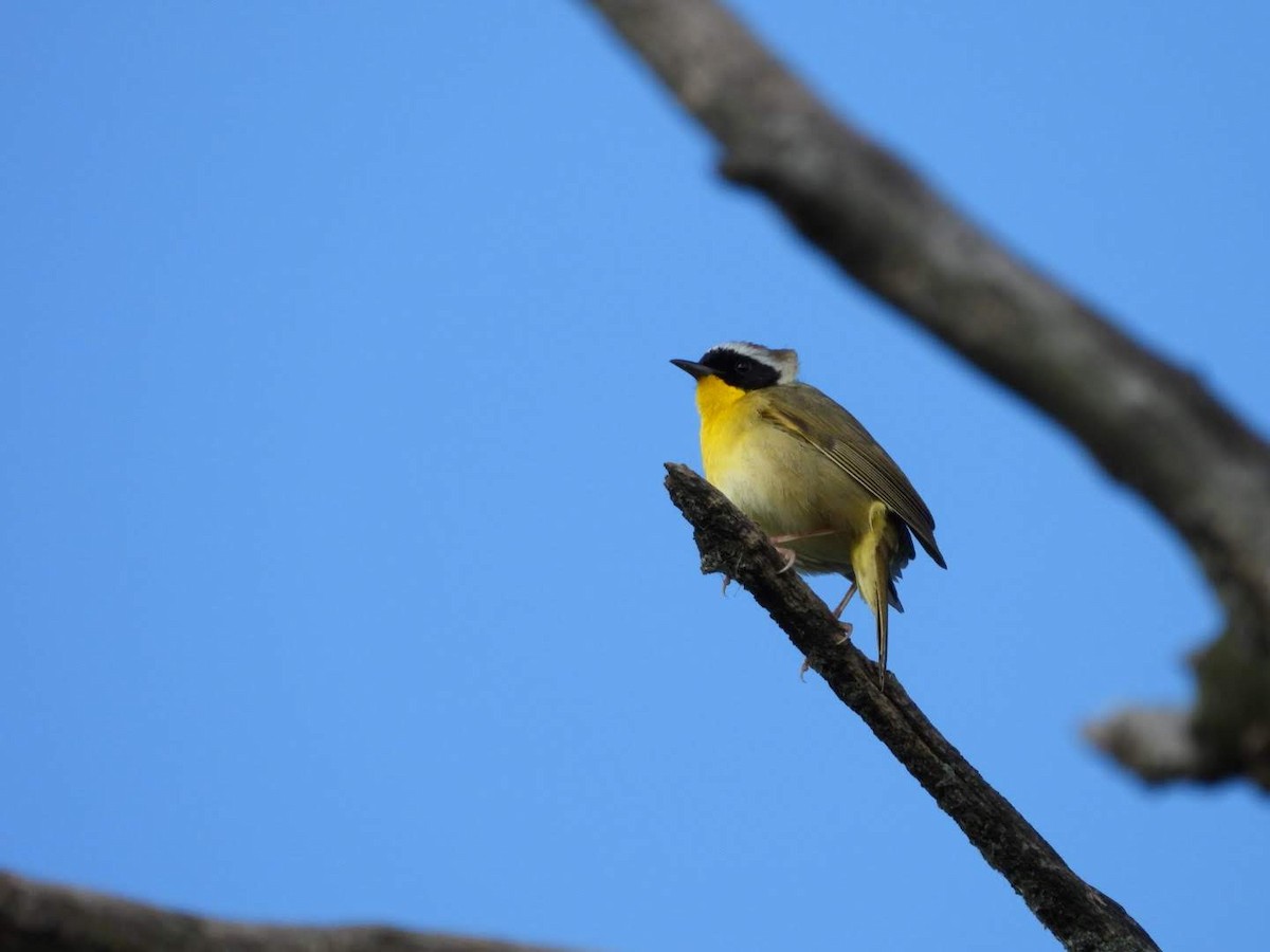 Common Yellowthroat - ML621043142