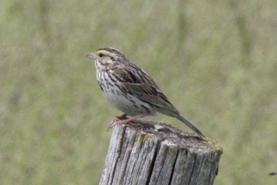 Savannah Sparrow - ML621043158
