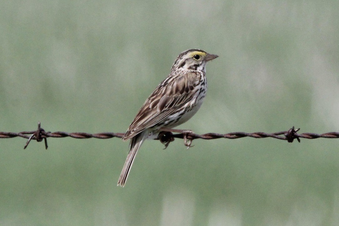Savannah Sparrow - ML621043161