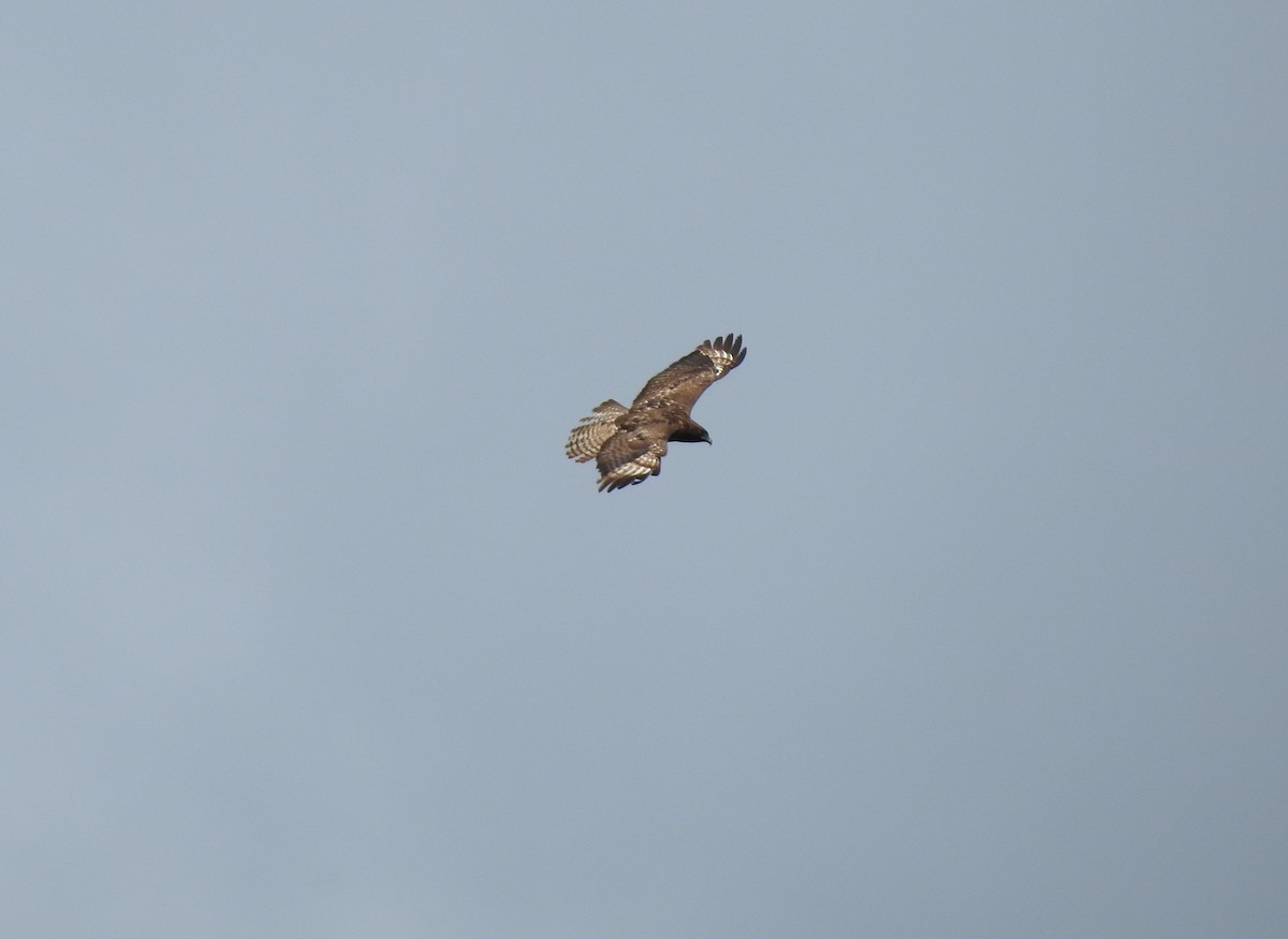Red-tailed Hawk - ML621043183
