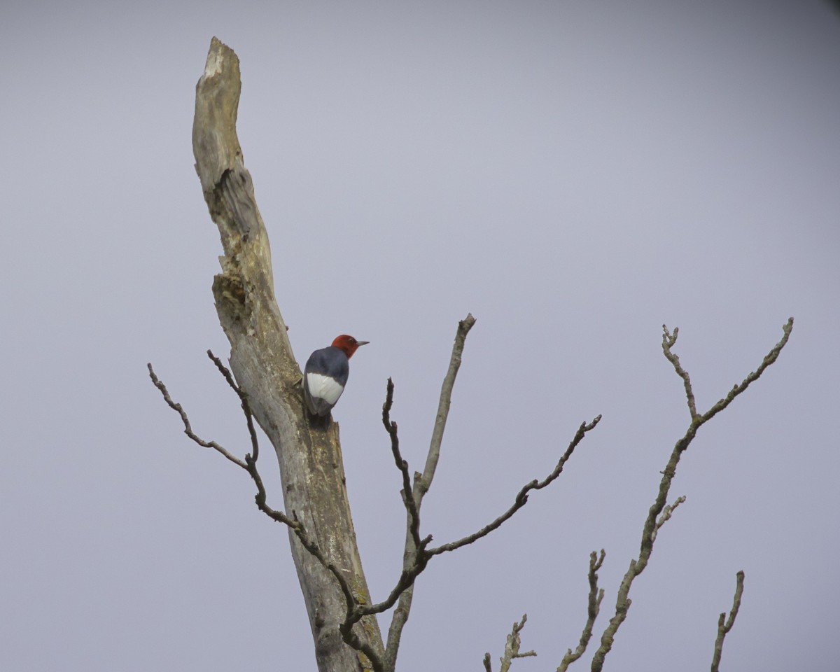 Red-headed Woodpecker - ML621043190