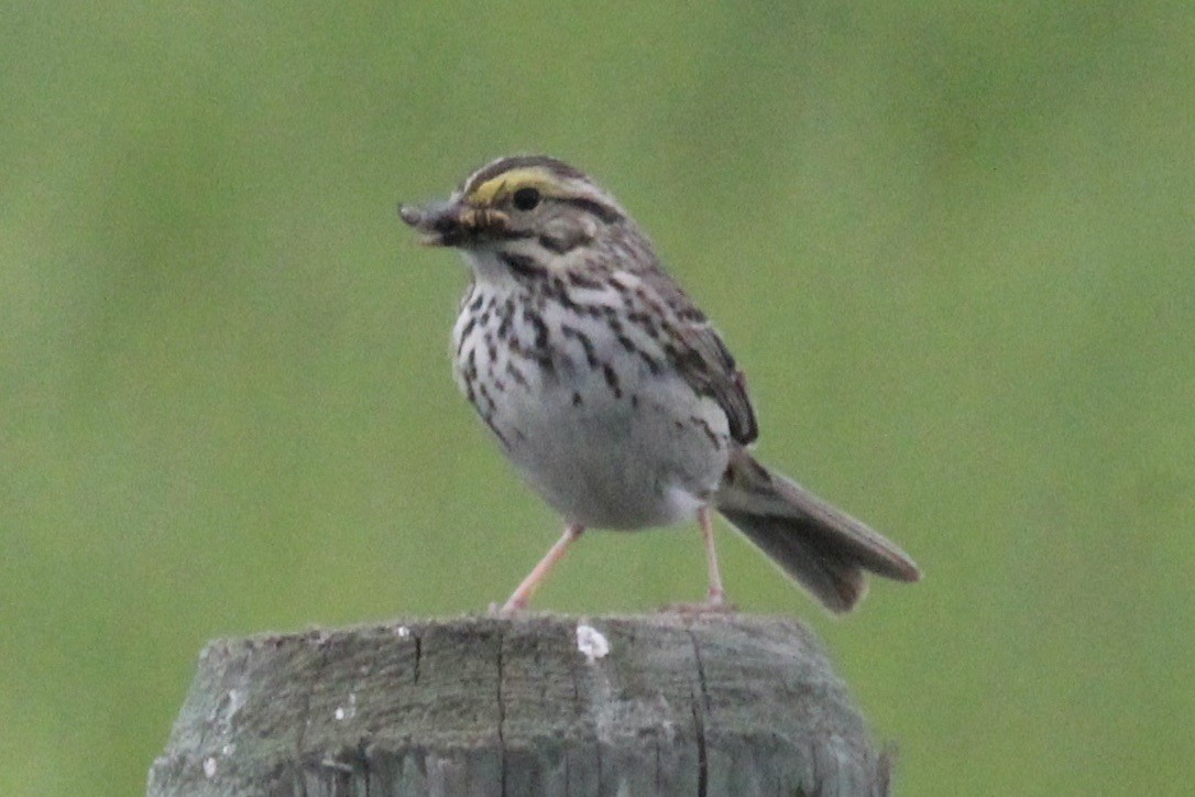 Savannah Sparrow - ML621043199