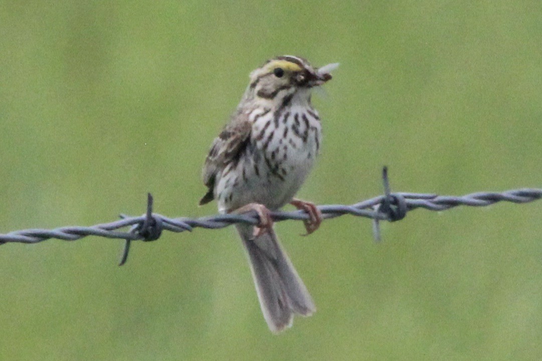 Savannah Sparrow - ML621043201