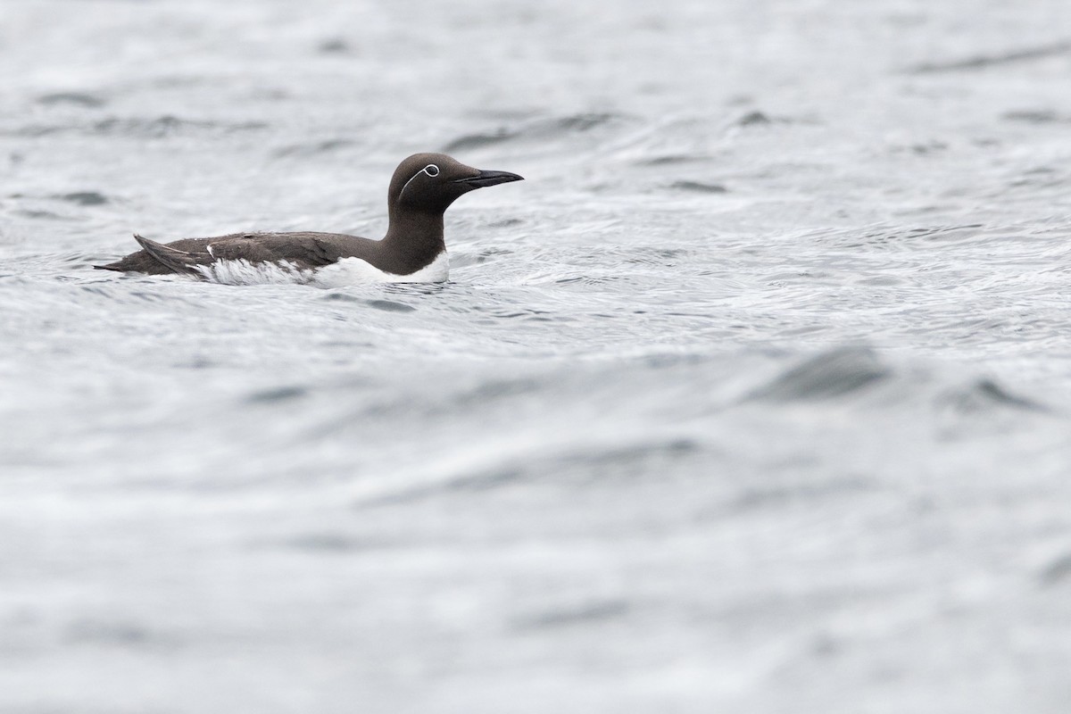 Common Murre - ML621043247