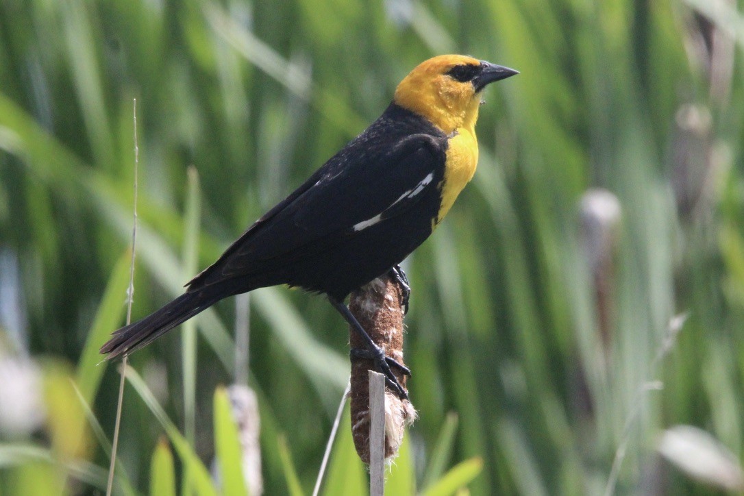 Yellow-headed Blackbird - ML621043257