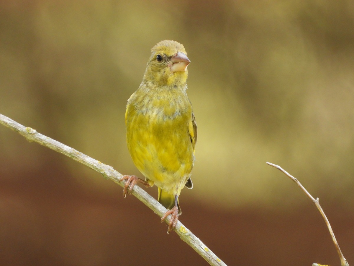 European Greenfinch - Luis Miguel Pérez Peinado