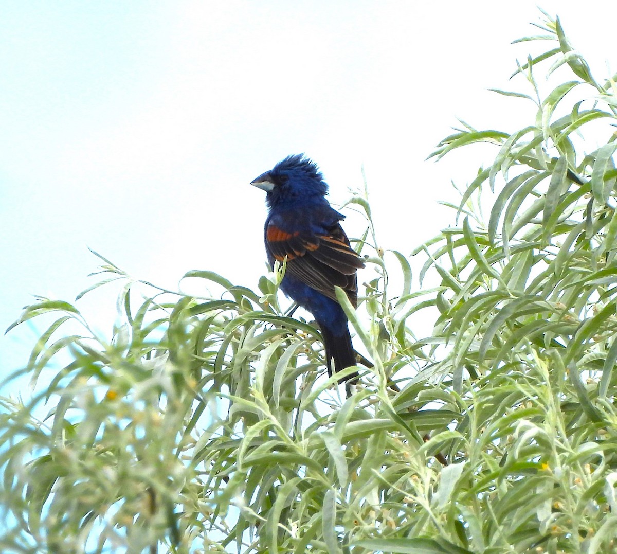 Blue Grosbeak - ML621043271