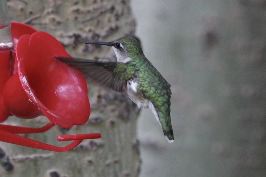 Ruby-throated Hummingbird - ML621043282