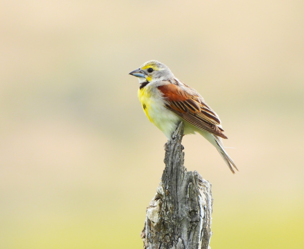 Dickcissel - ML621043284