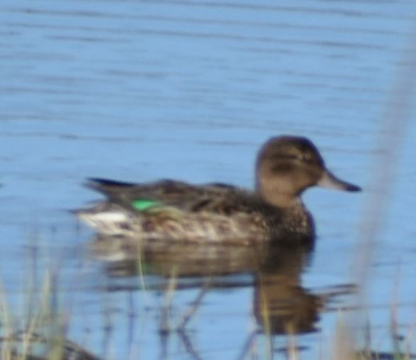 Green-winged Teal - ML621043285
