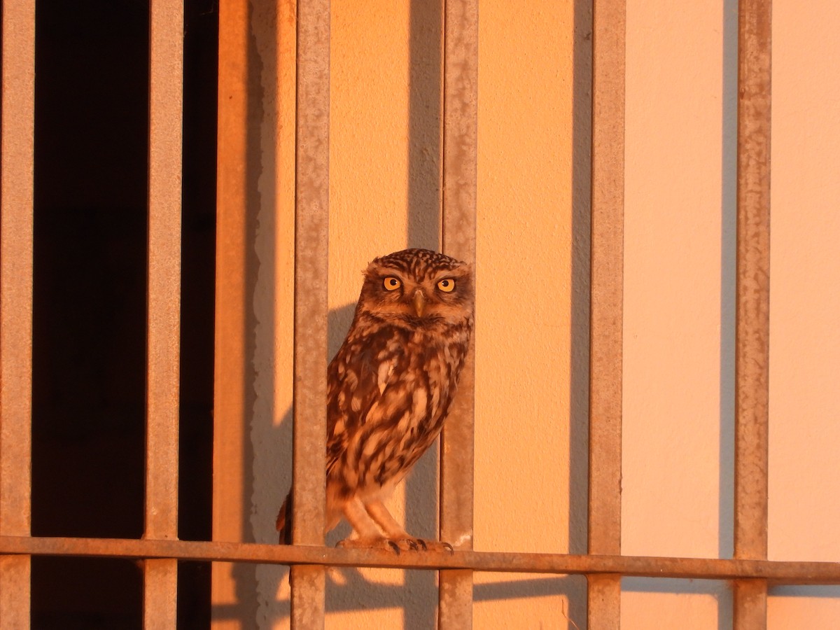 Little Owl - ML621043316