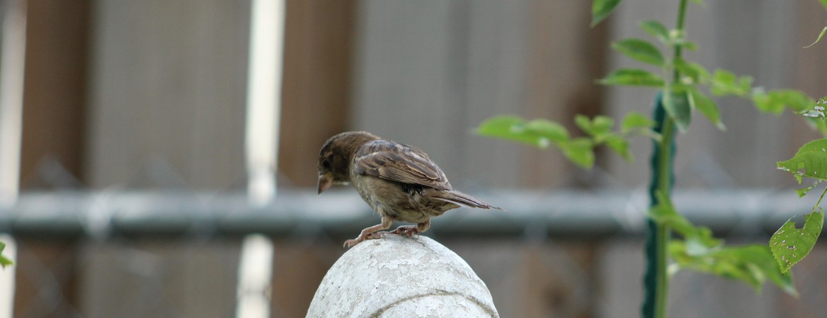 House Sparrow - ML621043326