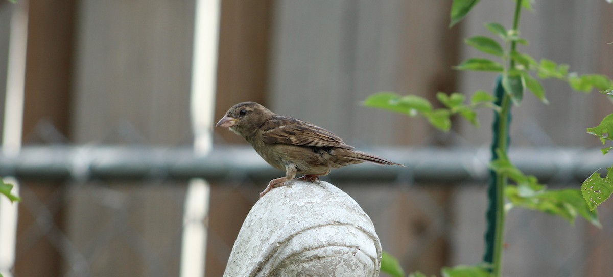 House Sparrow - ML621043334