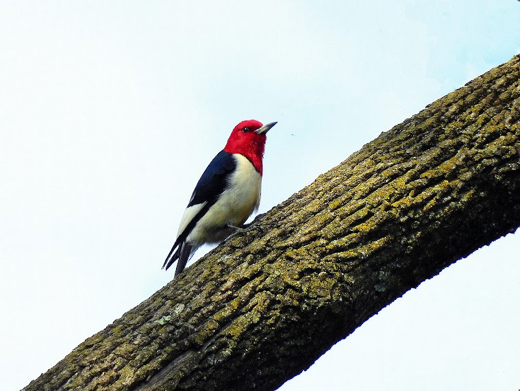 Red-headed Woodpecker - ML621043336