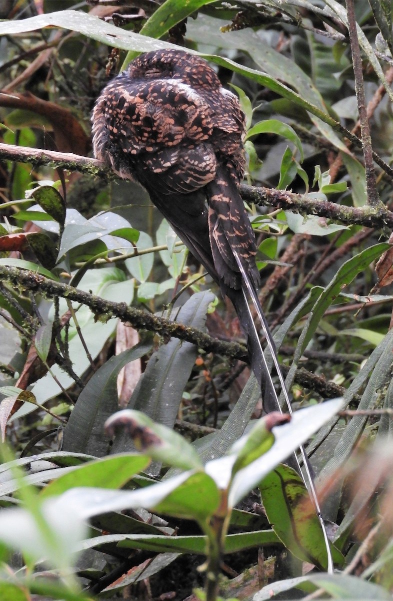 Swallow-tailed Nightjar - ML621043340