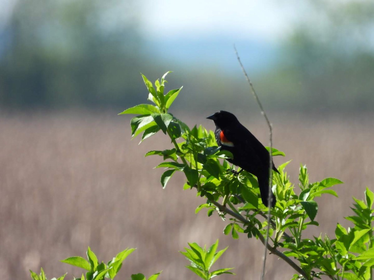 Red-winged Blackbird - ML621043417