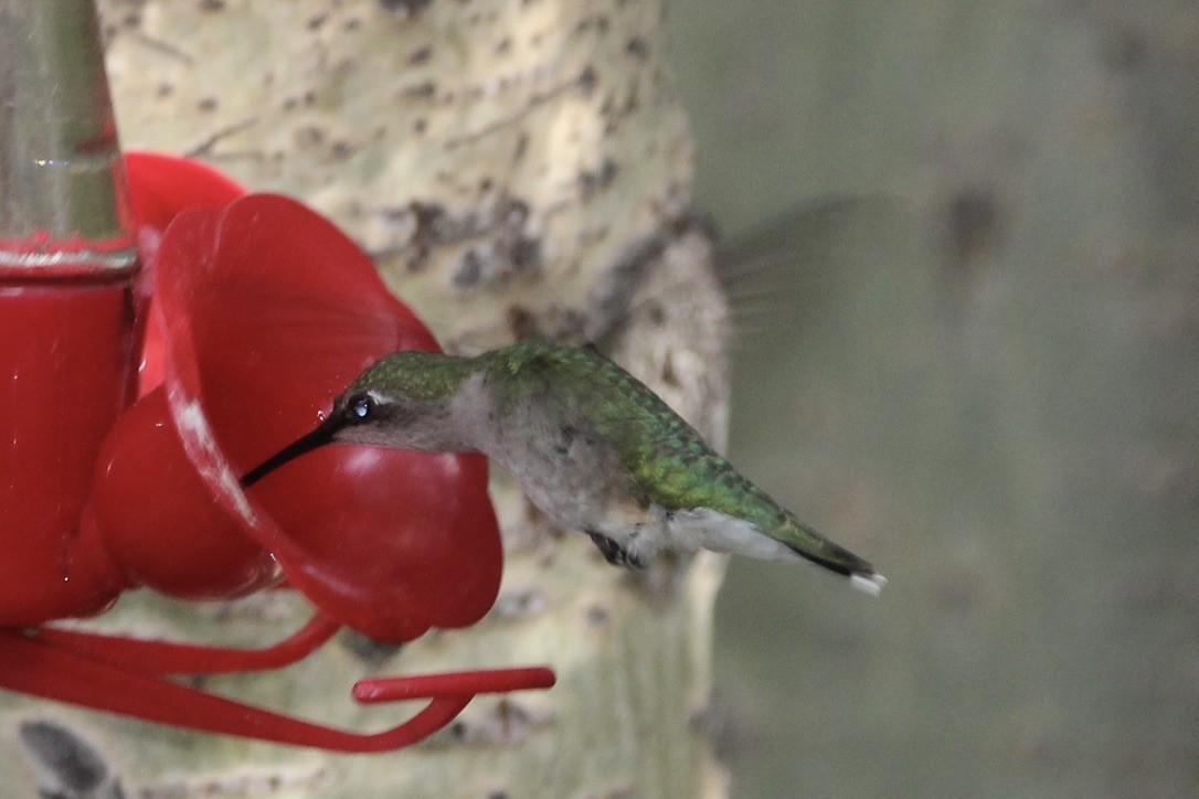 Ruby-throated Hummingbird - ML621043418