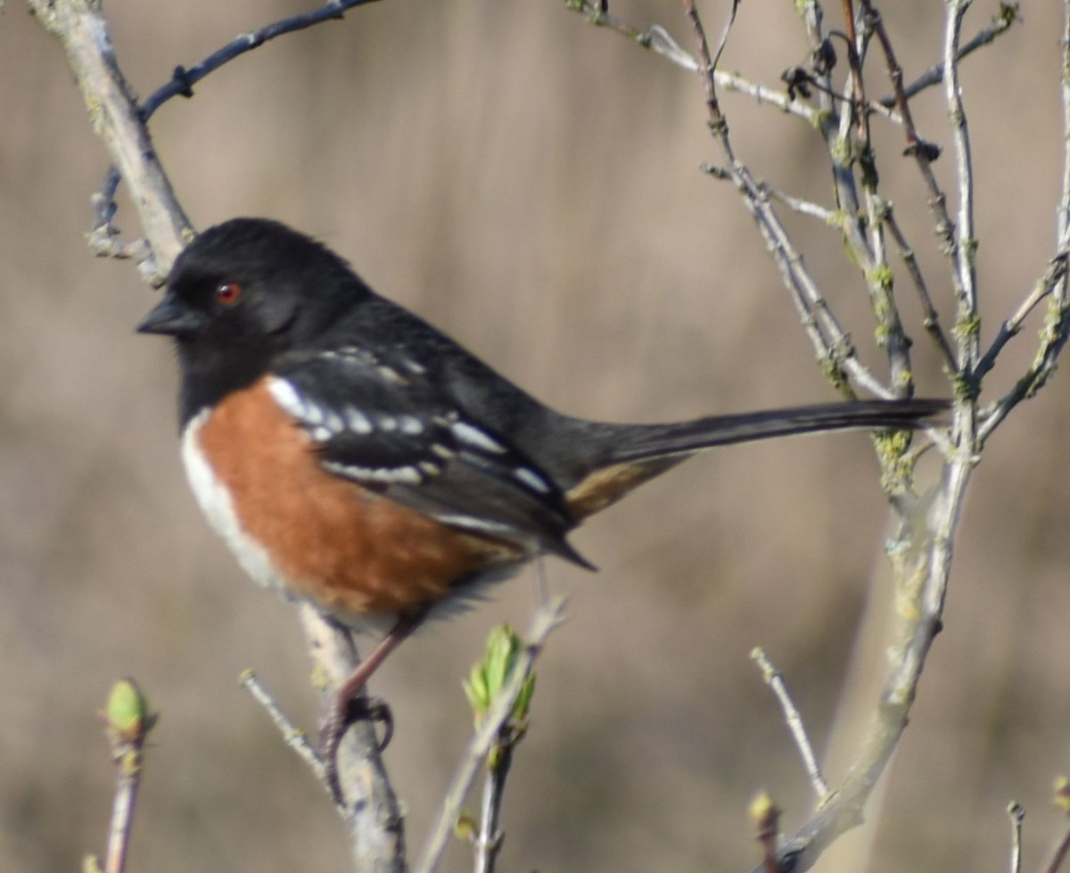 Spotted Towhee - ML621043419