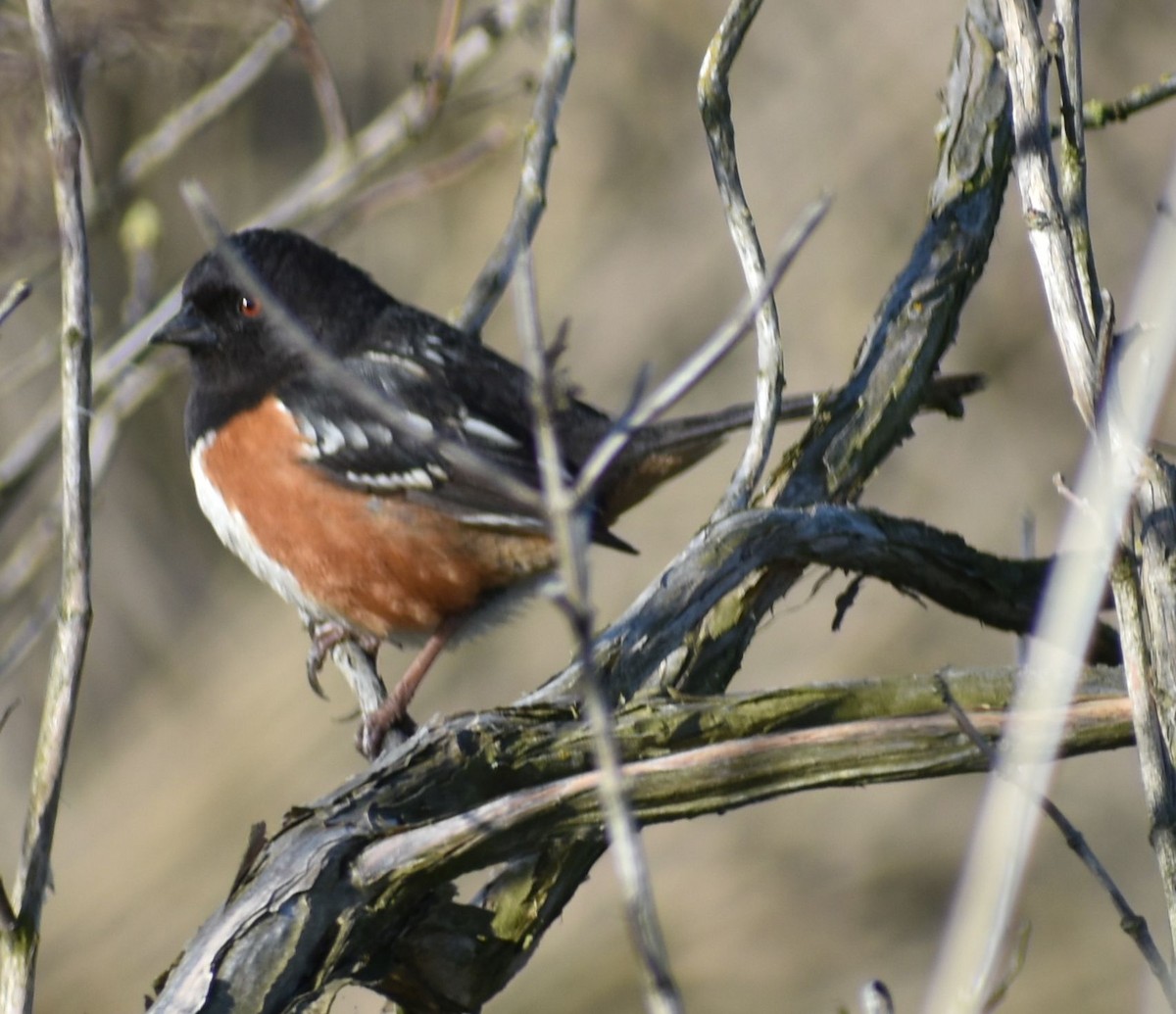 Spotted Towhee - ML621043420