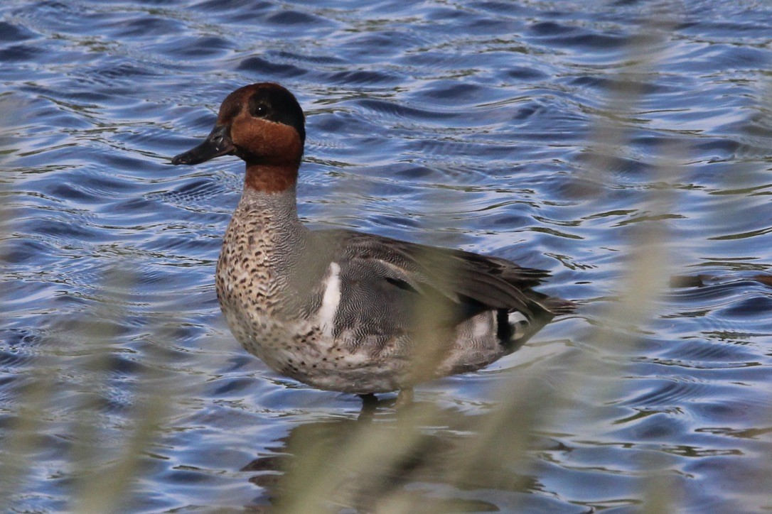 Green-winged Teal - ML621043430