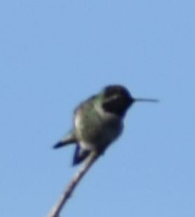 Anna's Hummingbird - ML621043432