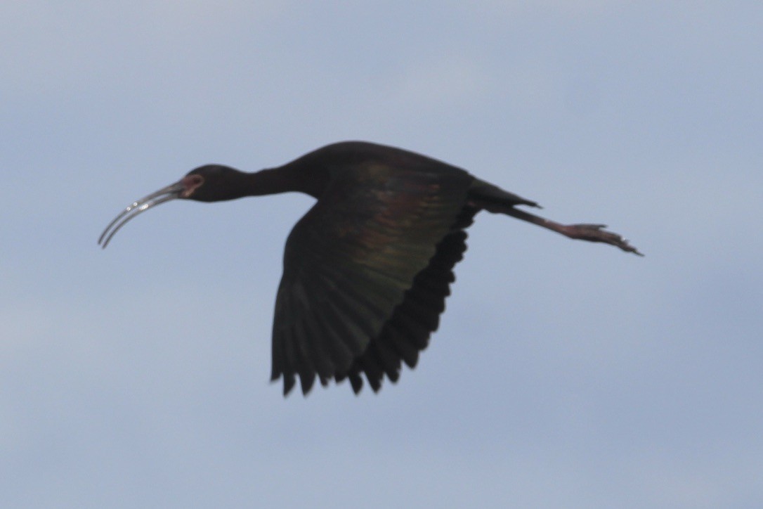 ibis americký - ML621043453