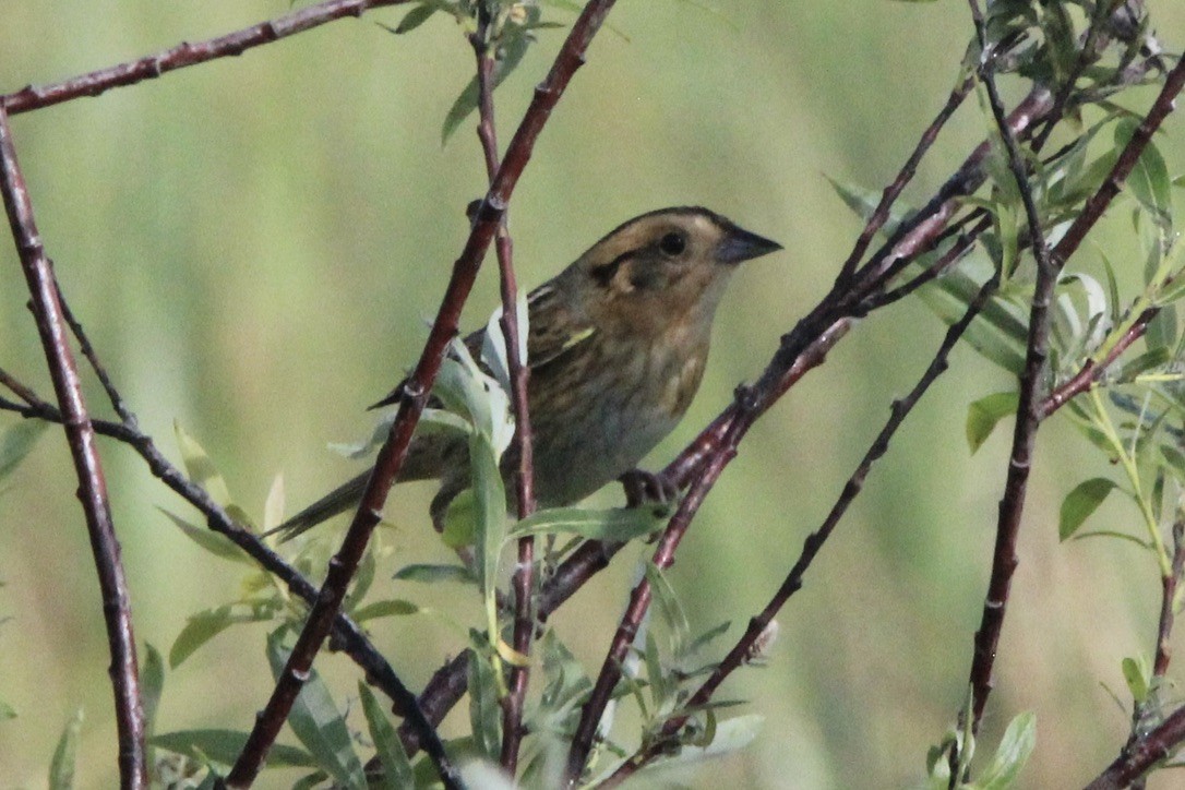 Nelson's Sparrow - ML621043470