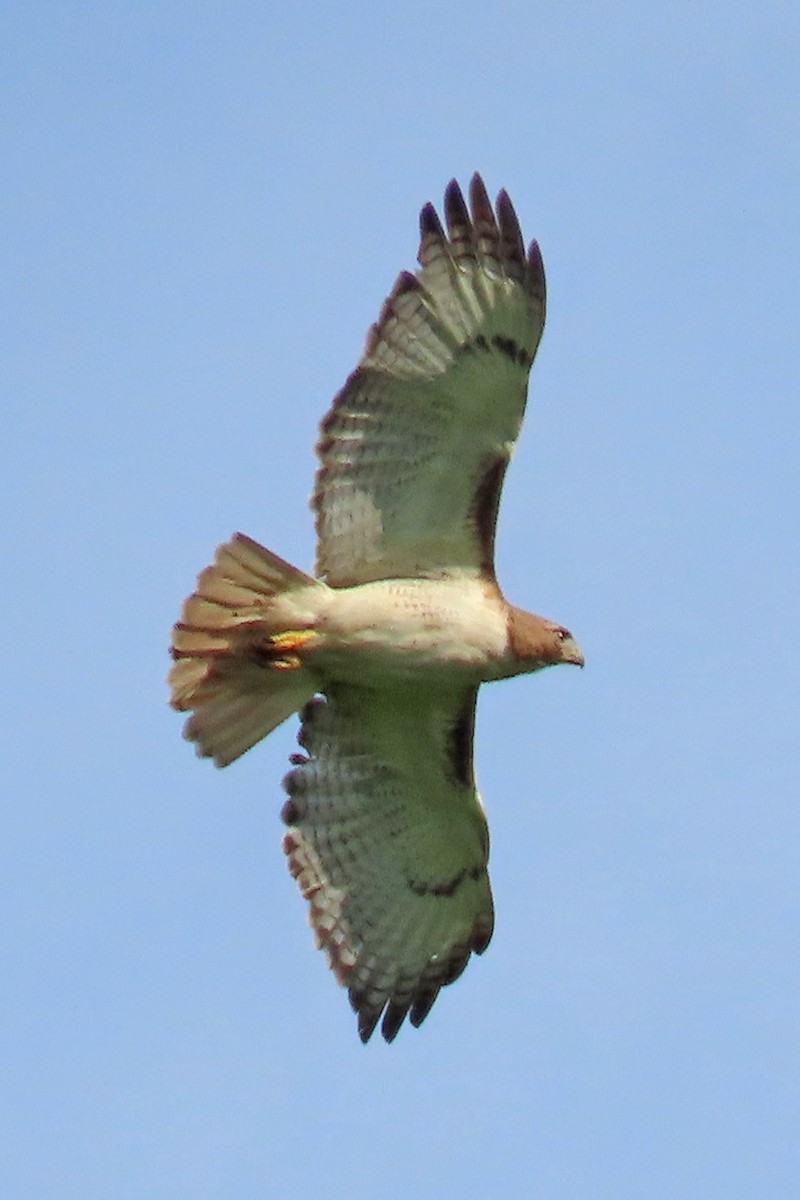 Red-tailed Hawk - ML621043489