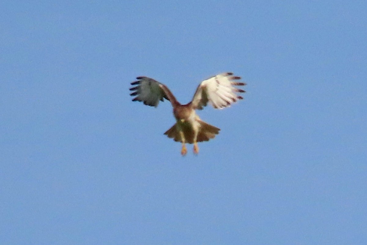 Red-tailed Hawk - ML621043490