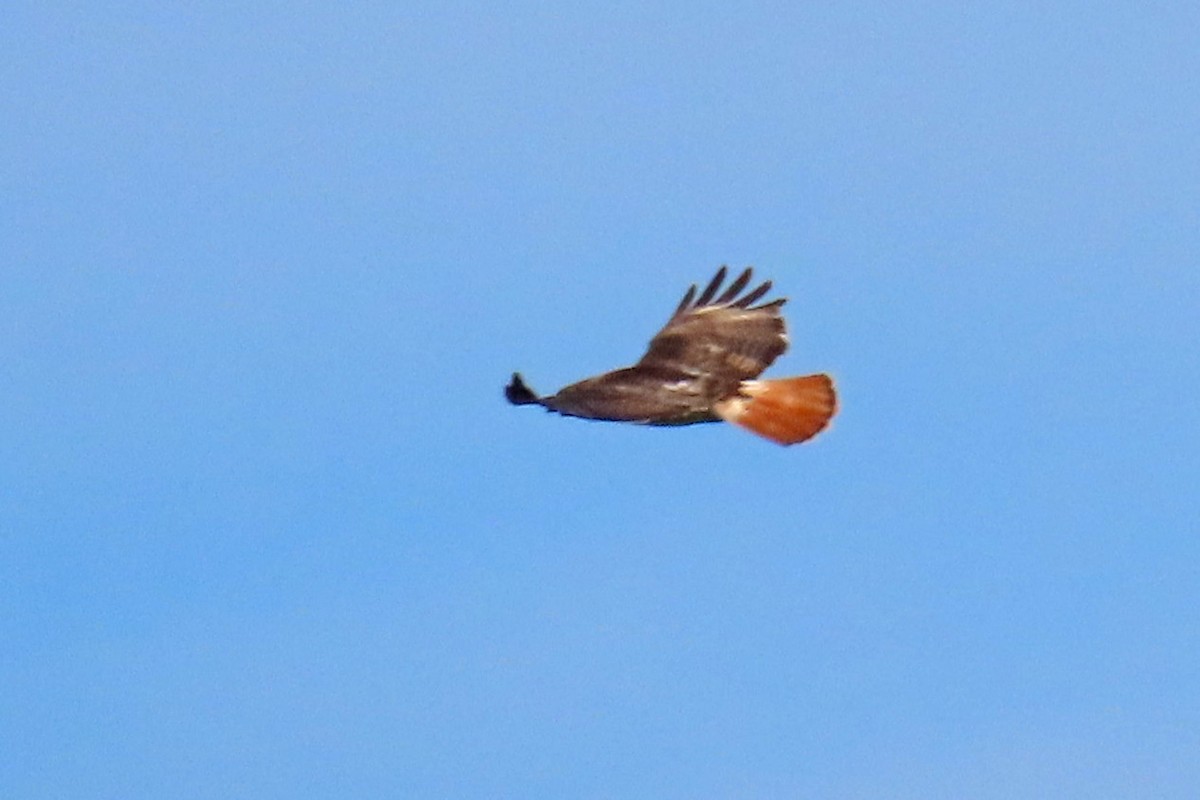 Red-tailed Hawk - ML621043491
